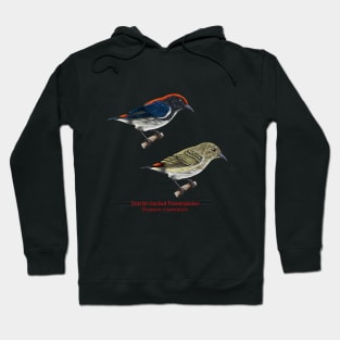 Scarlet-backed Flowerpecker | Dicaeum cruentatum ⚥ Hoodie